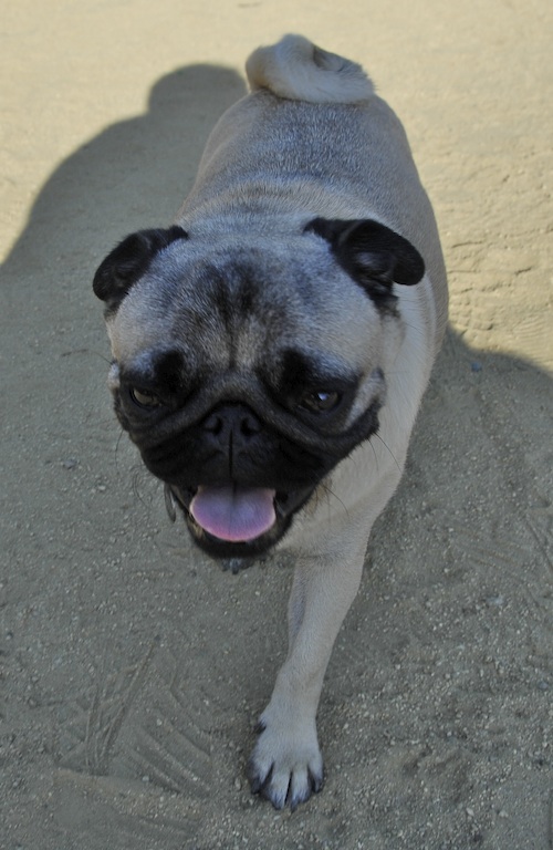 June 17, 2007 Mountain View Dog Park