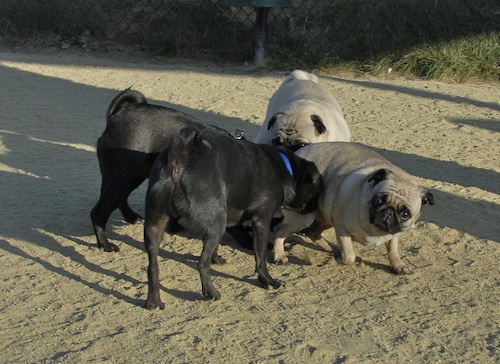 Mountain View Dog Park May 20, 2007