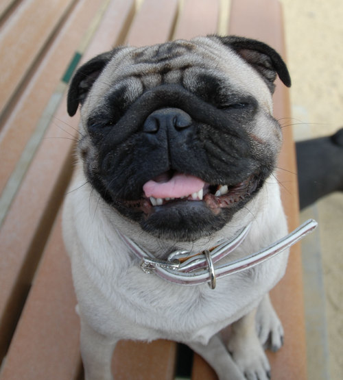 Mountain View Dog Park - April 1, 2007