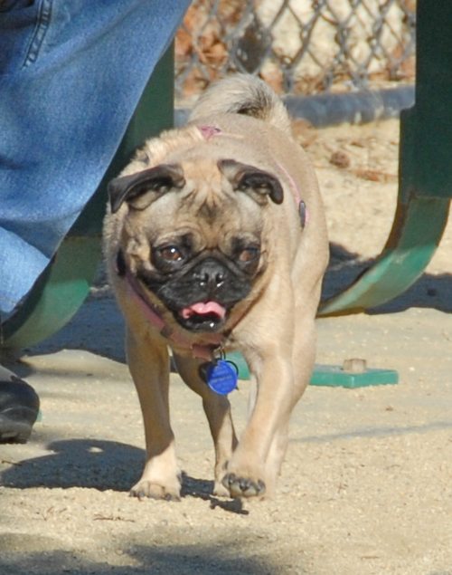 Rio and Sheba at the Mountain View Dog Park - October 21 2007!