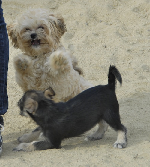 June 3, 2007 Mountain View Dog Park