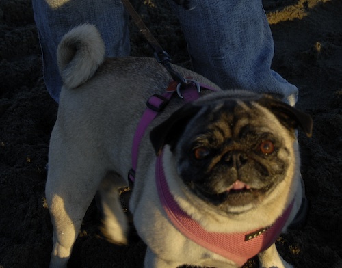 Puppy Play at Ocean Beach
