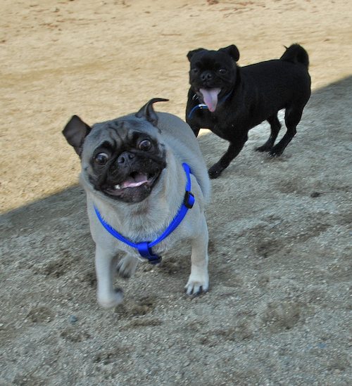 Rio and Sheba return to the Mountain View Dog Park for Fun!