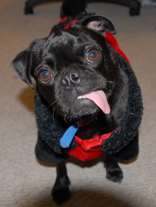 Rio and Sheba Lady Pugs - Happy Halloween - October 31 2007!
