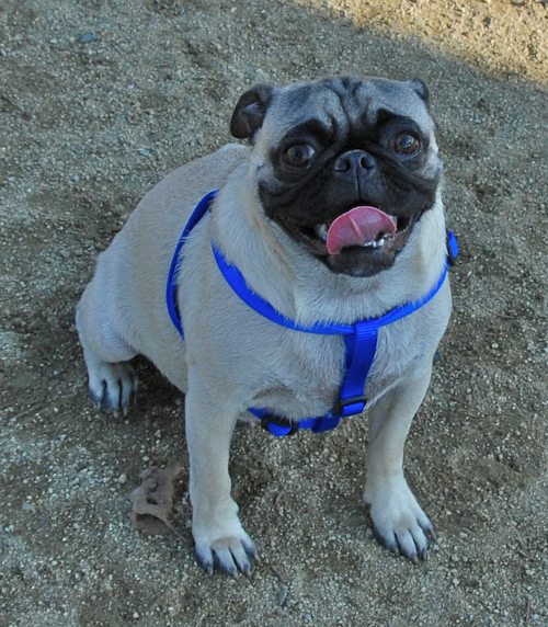 Rio and Sheba return to the Mountain View Dog Park for Fun!