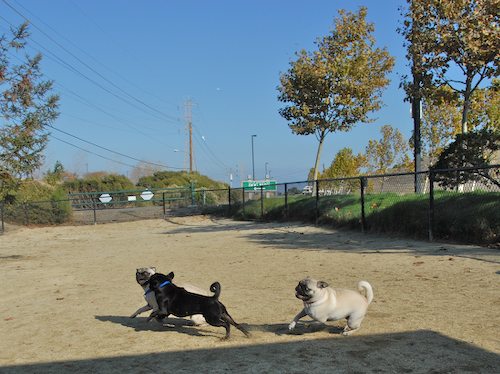 Rio and Sheba return to the Mountain View Dog Park for Fun!
