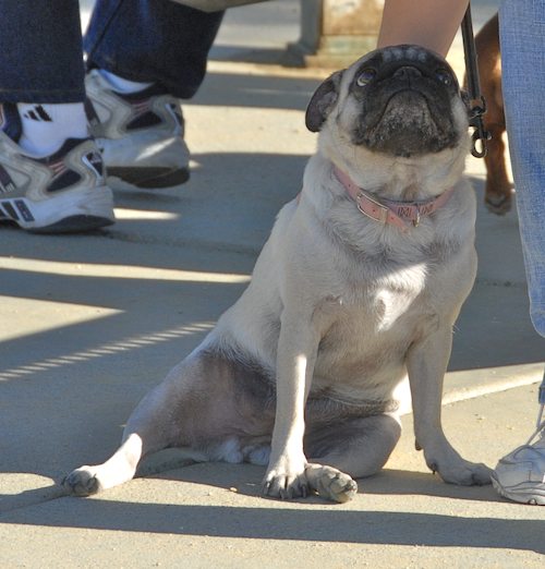 Rio and Sheba at the Mountain View Dog Park - October 21 2007!
