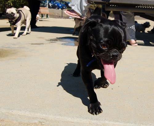 Mountain View Dog Park - March 11, 2007
