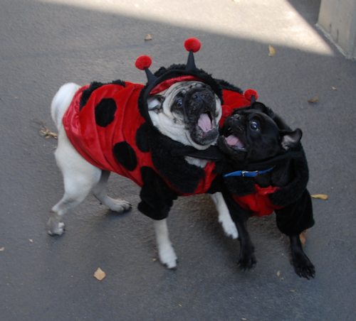 Rio and Sheba Lady Pugs - Happy Halloween - October 31 2007!