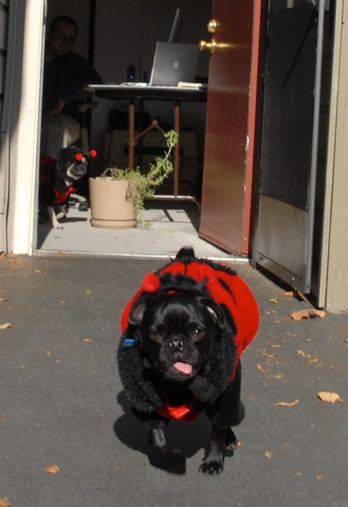 Rio and Sheba Lady Pugs - Happy Halloween - October 31 2007!