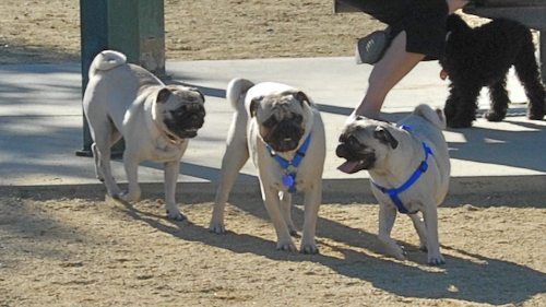 Rio and Sheba at the Mountain View Dog Park - October 21 2007!