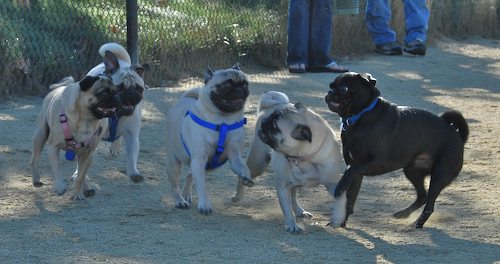 Rio and Sheba at the Mountain View Dog Park - October 21 2007!
