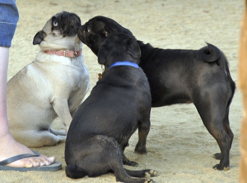 Mountain View Dog Park May 13, 2007