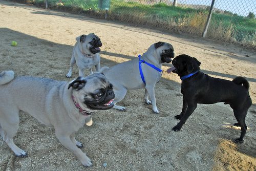 Rio and Sheba return to the Mountain View Dog Park for Fun!