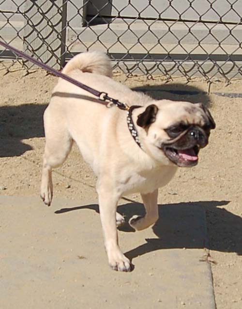 Mountain View Dog Park - March 18, 2007