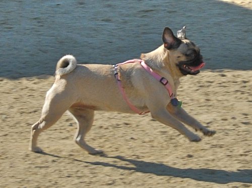 Rio and Sheba at the Mountain View Dog Park - October 21 2007!