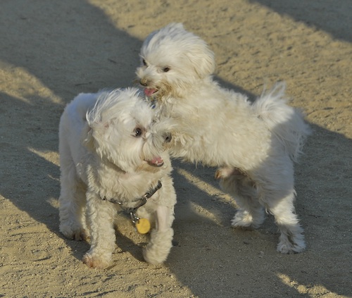 Mountain View Dog Park May 20, 2007