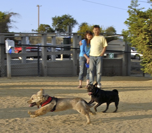 Mountain View Dog Park May 13, 2007