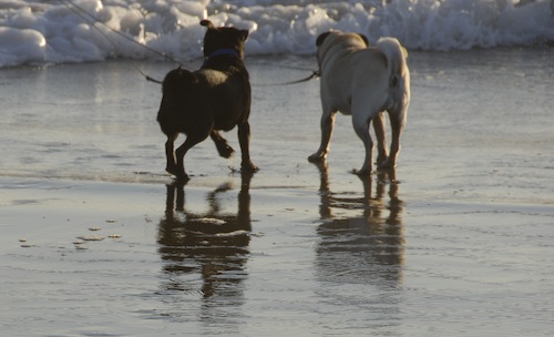Puppy Play at Ocean Beach