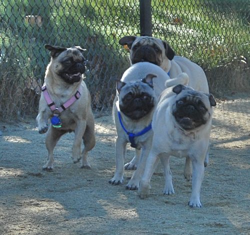 Rio and Sheba at the Mountain View Dog Park - October 21 2007!