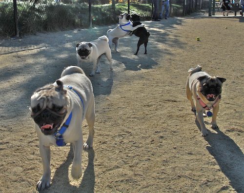 Rio and Sheba at the Mountain View Dog Park - October 21 2007!
