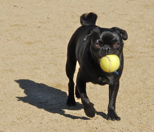 Rio and Sheba at the Mountain View Dog Park - October 21 2007!