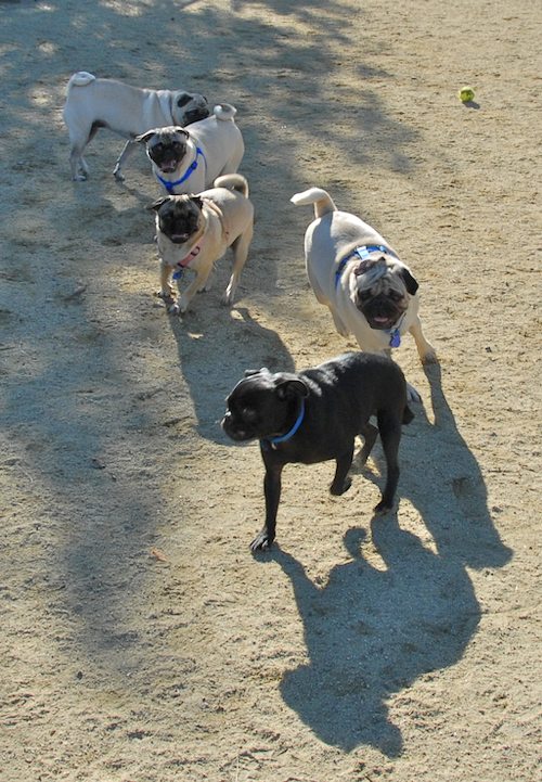 Rio and Sheba at the Mountain View Dog Park - October 21 2007!
