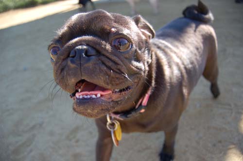 Mountain View Dog Park - March 18, 2007