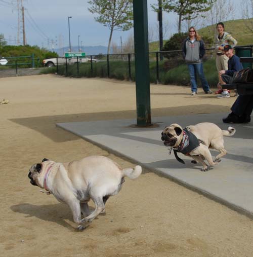 Mountain View Dog Park - April 1, 2007