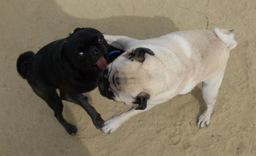 Mountain View Dog Park - April 1, 2007