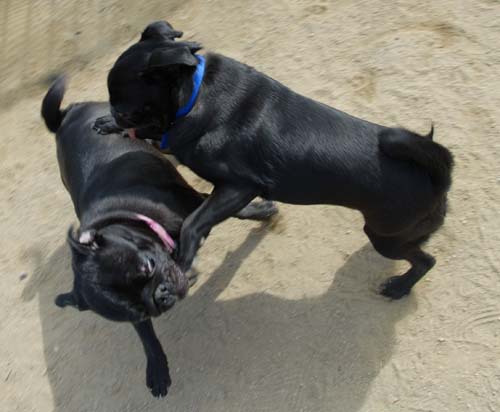 Mountain View Dog Park - March 25, 2007