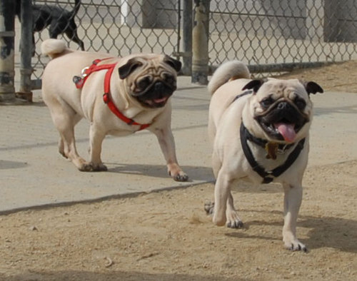 Mountain View Dog Park - April 1, 2007