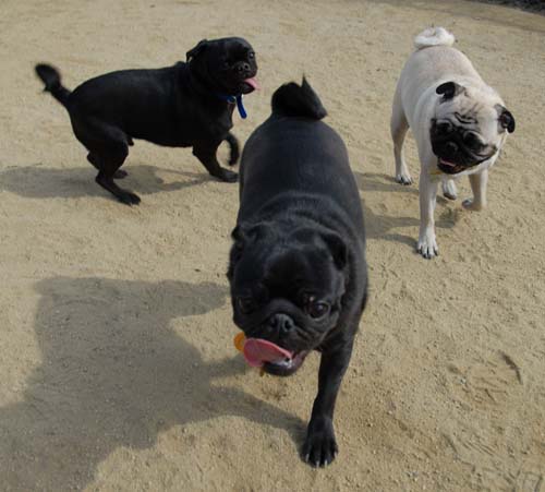 Mountain View Dog Park - March 25, 2007