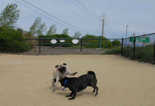 Mountain View Dog Park - April 1, 2007