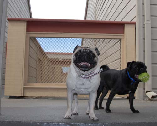 Sheba and Rio Getting Ready to Play