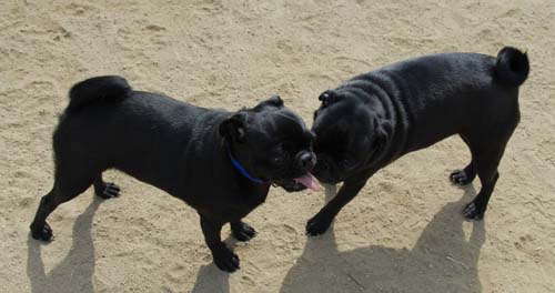 Mountain View Dog Park - March 25, 2007