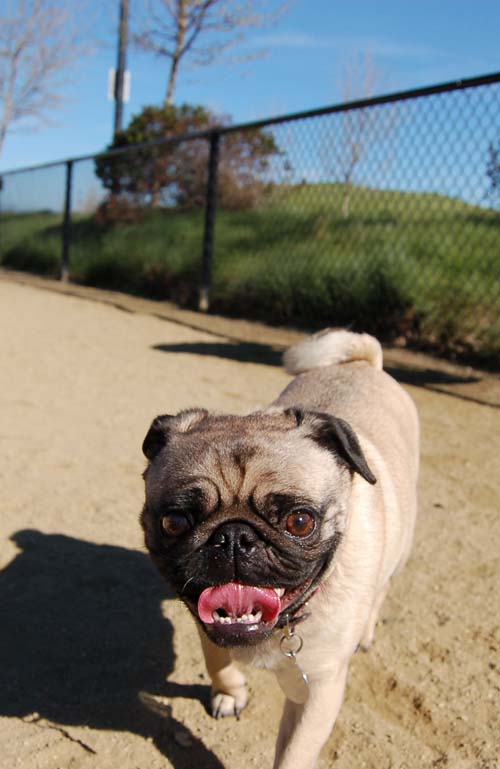 Mountain View Dog Park - March 18, 2007
