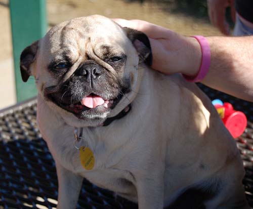 Mountain View Dog Park - March 11, 2007