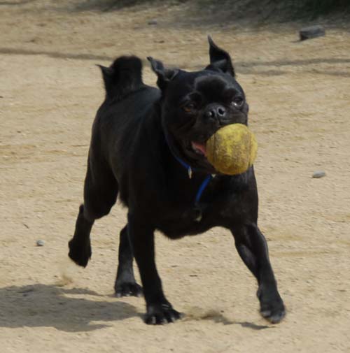 Mountain View Dog Park - March 25, 2007