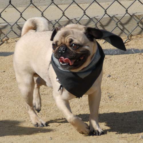 Mountain View Dog Park - March 25, 2007