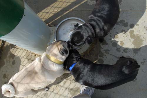 Mountain View Dog Park - March 25, 2007