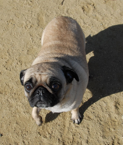 Mountain View Dog Park - March 25, 2007