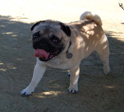 Mountain View Dog Park - March 11, 2007