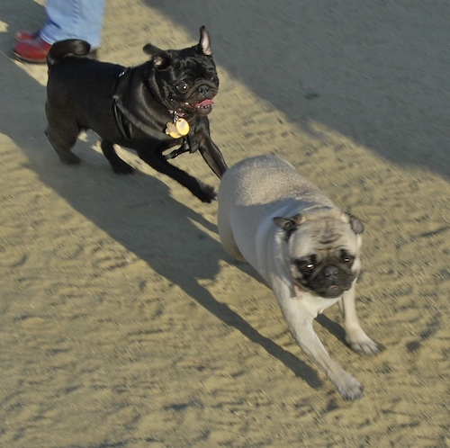 Mountain View Dog Park May 20, 2007