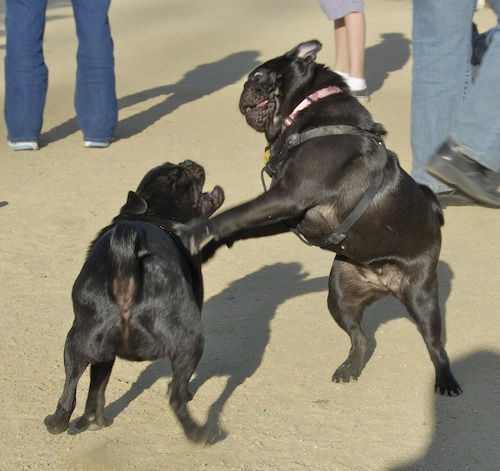Mountain View Dog Park May 20, 2007