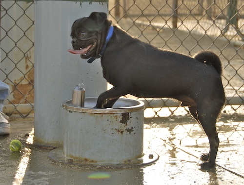 Mountain View Dog Park May 13, 2007