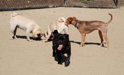 Mountain View Dog Park - March 18, 2007