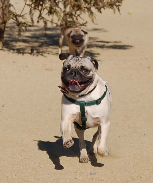 Mountain View Dog Park - March 18, 2007