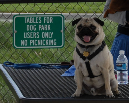 Mountain View Dog Park - April 1, 2007