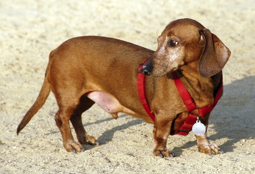Mountain View Dog Park May 13, 2007